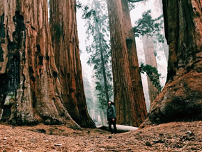 (1 Mos 2:5) Det högsta nu levande trädet i Redwoodskogen är 115 meter högt.