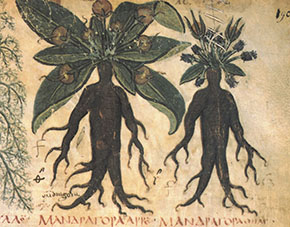 (1 Mos 30:14) Illustration med bildtexten Mandragora med grekiska bokstäver från Dioskorides verk "Om medicinska växter" skrivet 50-70 e.Kr.