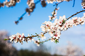 (Jer 1:11) I februari blommar mandelträdet, det första av alla träd som blommar i Israel.