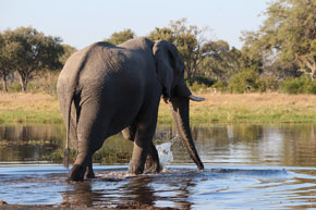 (Job 40:10) Elefanten är det största däggdjuret på land med en vikt mellan 2-6 ton.
