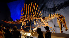 (Job 41:3) Rekonstruktion av en spinosaurus i simmande position. Denna 15 meter långa dinosaurie hade ryggfenor och jagade både på land i vatten.